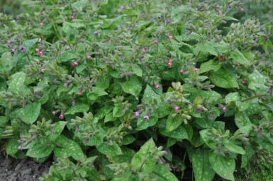 Pulmonaire hérissée Pulmonaria saccharata 'Mrs. Moon' 5-10 Pot 9x9 cm (P9) Pulmonaria saccharata 'Mrs. Moon'