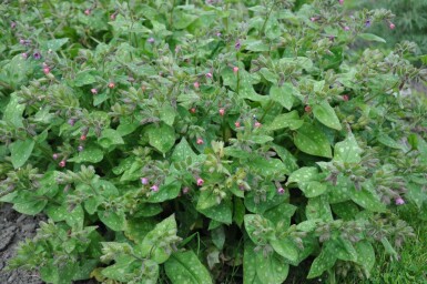 Pulmonaire hérissée Pulmonaria saccharata 'Mrs. Moon' 5-10 Pot 9x9 cm (P9) Pulmonaria saccharata 'Mrs. Moon'