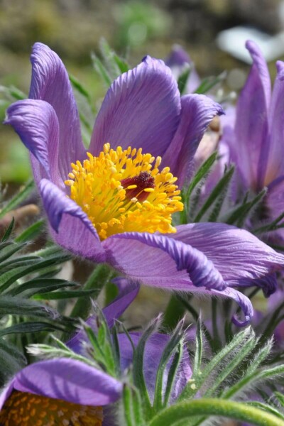 Pulsatille commune Pulsatilla vulgaris 5-10 Pot 9x9 cm (P9) Pulsatilla vulgaris