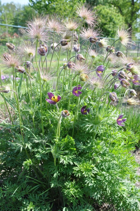 Pulsatille commune Pulsatilla vulgaris 5-10 Pot 9x9 cm (P9) Pulsatilla vulgaris