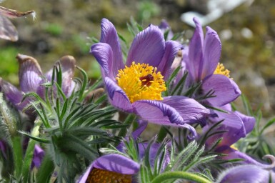 Pulsatille commune Pulsatilla vulgaris 5-10 Pot 9x9 cm (P9) Pulsatilla vulgaris