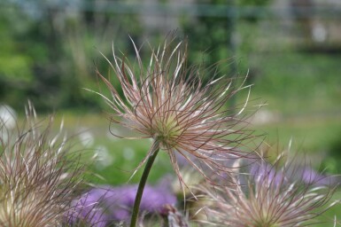 Pulsatille commune Pulsatilla vulgaris 5-10 Pot 9x9 cm (P9) Pulsatilla vulgaris