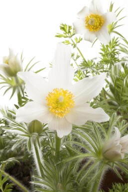 Pulsatille commune Pulsatilla vulgaris 'Alba' 5-10 Pot 9x9 cm (P9) Pulsatilla vulgaris 'Alba'