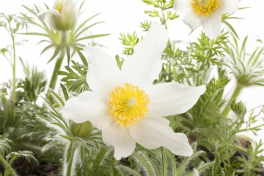 Pulsatille commune Pulsatilla vulgaris 'Alba' 5-10 Pot 9x9 cm (P9) Pulsatilla vulgaris 'Alba'