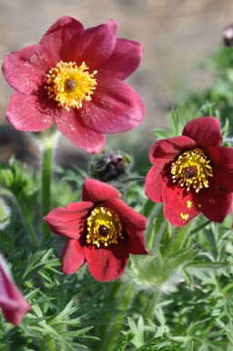 Pulsatilla vulgaris 'Rubra'