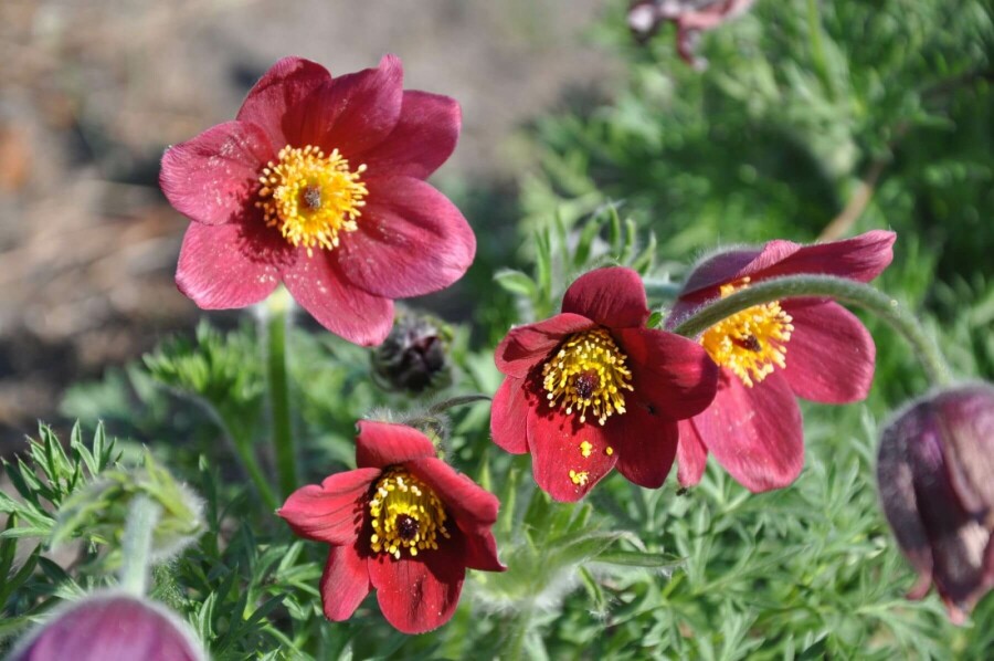 Pulsatille commune Pulsatilla vulgaris 'Rubra' 5-10 Pot 9x9 cm (P9) Pulsatilla vulgaris 'Rubra'