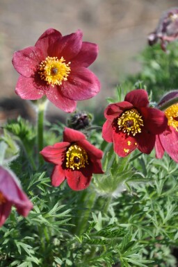 Pulsatille commune Pulsatilla vulgaris 'Rubra' 5-10 Pot 9x9 cm (P9) Pulsatilla vulgaris 'Rubra'