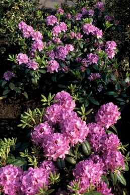 Rhododendron Rhododendron 'Catawbiense grandiflorum' Arbuste 60-80 Pot 12 l (C12)