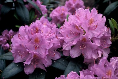 Rhododendron Rhododendron 'Catawbiense grandiflorum' Arbuste 60-80 Pot 12 l (C12)