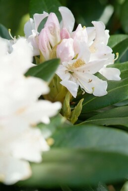 Rhododendron Rhododendron 'Cunningham's White' Arbuste 40-50 Pot 7,5 l (C7,5)