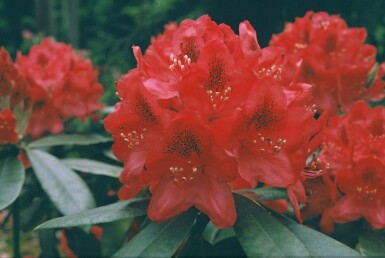 Rhododendron Rhododendron 'Nova Zembla' Arbuste 60-80 Pot 12 l (C12)