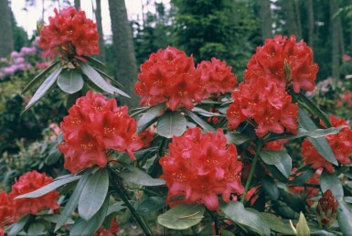 Rhododendron Rhododendron 'Nova Zembla' Arbuste 60-80 Pot 12 l (C12)