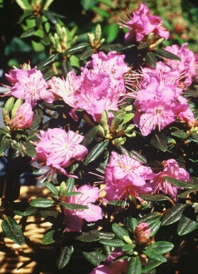 Rhododendron Rhododendron 'Ramapo' Arbuste 20-30 Pot 2 l (C2)