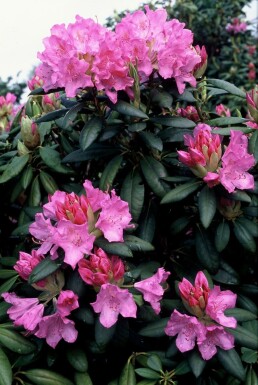 Rhododendron Rhododendron 'Roseum Elegans' Arbuste 60-80 Pot 10 l (C10) Rhododendron 'Roseum Elegans' arbuste 60-80 cm
