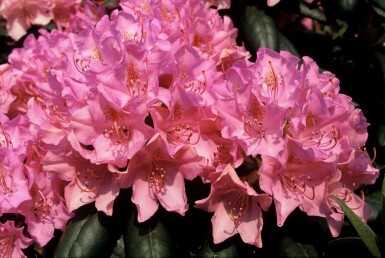 Rhododendron Rhododendron 'Roseum Elegans' Arbuste 60-80 Pot 10 l (C10) Rhododendron 'Roseum Elegans' arbuste 60-80 cm