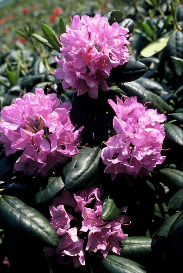 Rhododendron Rhododendron 'Roseum Elegans' Arbuste 60-80 Pot 12 l (C12) Rhododendron 'Roseum Elegans' arbuste 60-80 cm
