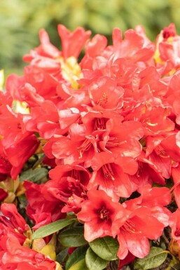 Aucune image disponible