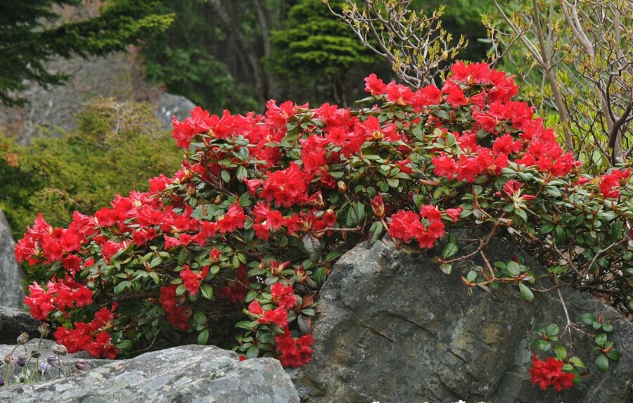 Rhododendron Rhododendron 'Scarlet Wonder' Arbuste 15-20 Pot 2 l (C2) Rhododendron 'Scarlet Wonder' arbuste 15-20 cm