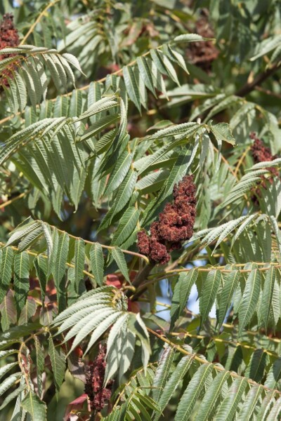 Rhus typhina 'Dissecta' C12 80-100