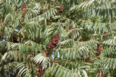 Rhus typhina 'Dissecta' C12 80-100