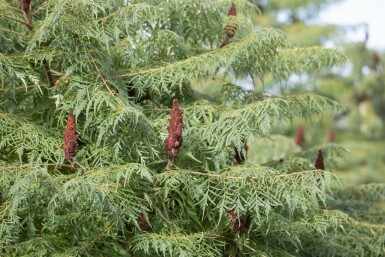 Rhus typhina 'Dissecta' C12 80-100