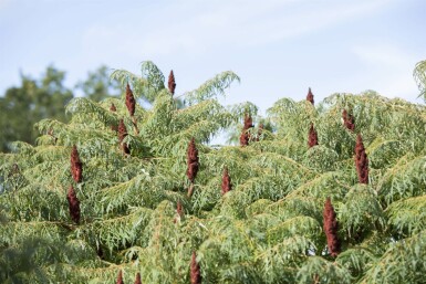 Rhus typhina 'Dissecta' C12 80-100
