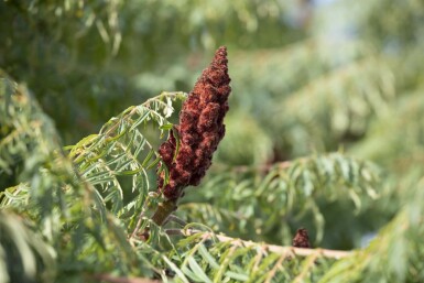 Rhus typhina 'Dissecta' C12 80-100