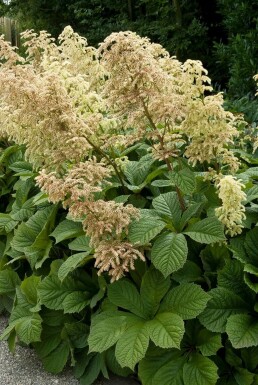 Rodgersie à feuilles de marronnier Rodgersia aesculifolia 5-10 Pot 9x9 cm (P9)