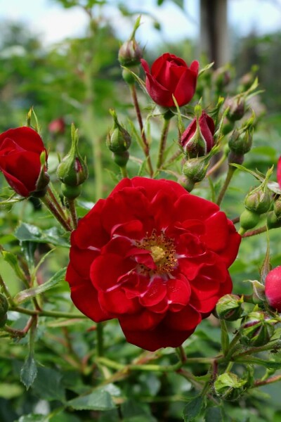 Rosier Rosa 'Red Fairy' Arbuste 10-15 Pot 2 l (C2) Rosa 'Red Fairy' arbuste 15-20 cm