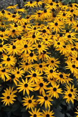 Rudbeckie brillante Rudbeckia fulgida 'Goldsturm' 5-10 Pot 9x9 cm (P9)