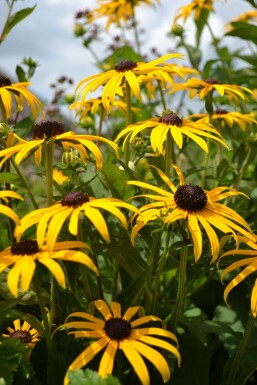 Rudbeckie brillante Rudbeckia fulgida 'Goldsturm' 5-10 Pot 9x9 cm (P9) Rudbeckia fulgida 'Goldsturm'