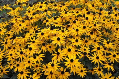 Rudbeckie brillante Rudbeckia fulgida 'Goldsturm' 5-10 Pot 9x9 cm (P9) Rudbeckia fulgida 'Goldsturm'