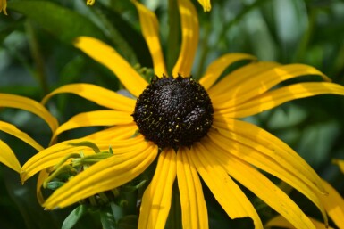 Rudbeckie brillante Rudbeckia fulgida 'Goldsturm' 5-10 Pot 9x9 cm (P9) Rudbeckia fulgida 'Goldsturm'