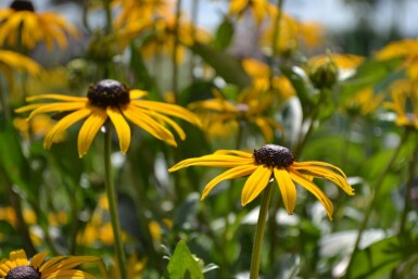 Rudbeckie brillante Rudbeckia fulgida 'Goldsturm' 5-10 Pot 9x9 cm (P9)