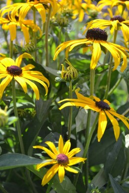 Rudbeckie brillante Rudbeckia fulgida 'Goldsturm' 5-10 Pot 9x9 cm (P9) Rudbeckia fulgida 'Goldsturm'