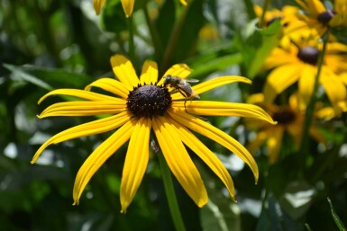 Rudbeckie brillante Rudbeckia fulgida 'Goldsturm' 5-10 Pot 9x9 cm (P9) Rudbeckia fulgida 'Goldsturm'
