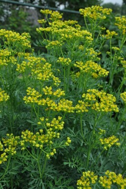 Rue odorante Ruta graveolens 5-10 Pot 9x9 cm (P9) Ruta graveolens
