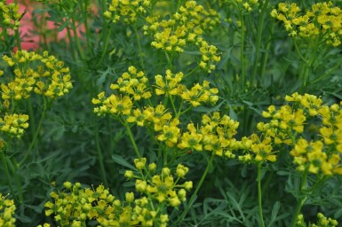 Rue odorante Ruta graveolens 5-10 Pot 9x9 cm (P9) Ruta graveolens