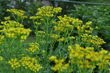 Rue odorante Ruta graveolens 5-10 Pot 9x9 cm (P9) Ruta graveolens