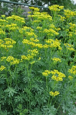 Rue odorante Ruta graveolens 5-10 Pot 9x9 cm (P9) Ruta graveolens