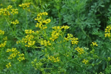 Rue odorante Ruta graveolens 5-10 Pot 9x9 cm (P9) Ruta graveolens