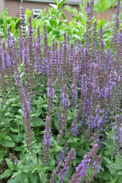 Sauge des bois Salvia nemorosa 'Blaukonigin' 5-10 Pot 9x9 cm (P9) Salvia nemorosa 'Blaukonigin'