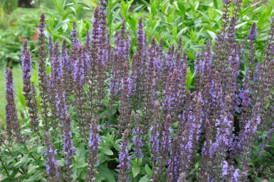 Sauge des bois Salvia nemorosa 'Blaukonigin' 5-10 Pot 9x9 cm (P9)