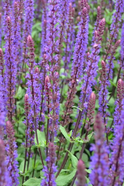 Sauge des bois Salvia nemorosa 'Caradonna' 5-10 Pot 9x9 cm (P9) Salvia nemorosa 'Caradonna'