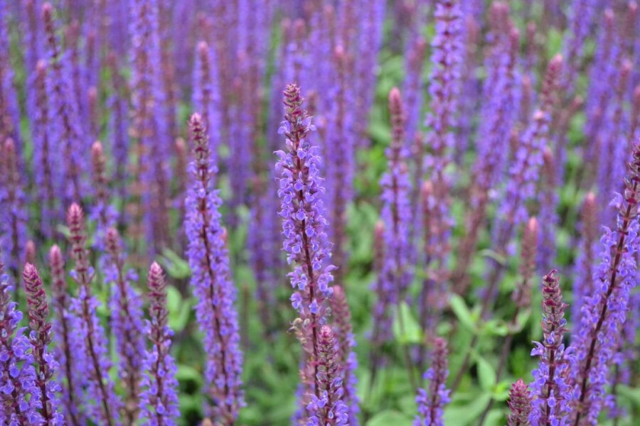 Sauge des bois Salvia nemorosa 'Caradonna' 5-10 Pot 9x9 cm (P9) Salvia nemorosa 'Caradonna'