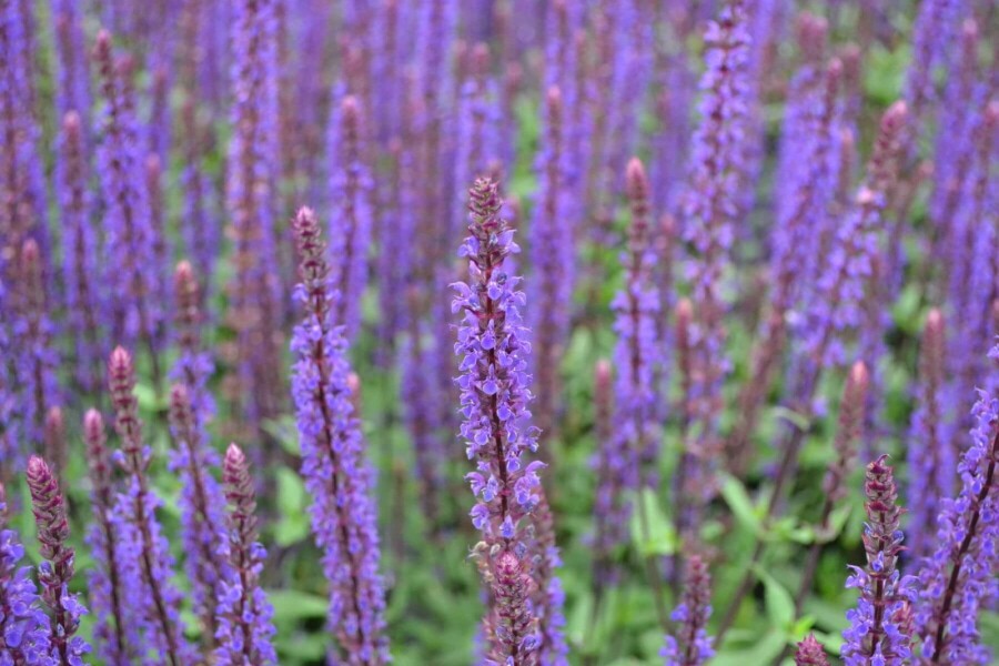 Sauge des bois Salvia nemorosa 'Caradonna' 5-10 Pot 9x9 cm (P9) Salvia nemorosa 'Caradonna'