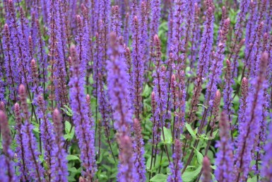 Sauge des bois Salvia nemorosa 'Caradonna' 5-10 Pot 9x9 cm (P9)