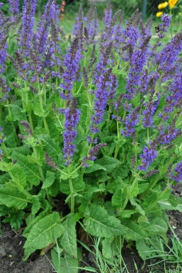 Sauge des bois Salvia nemorosa 'Mainacht' 5-10 Pot 9x9 cm (P9)