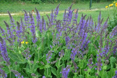 Sauge des bois Salvia nemorosa 'Mainacht' 5-10 Pot 9x9 cm (P9)