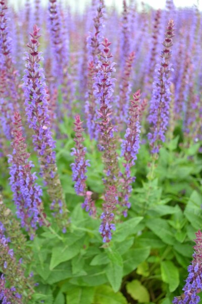 Sauge des bois Salvia nemorosa 'Ostfriesland' 10-15 Pot 2 l (C2) Salvia nemorosa 'Ostfriesland'